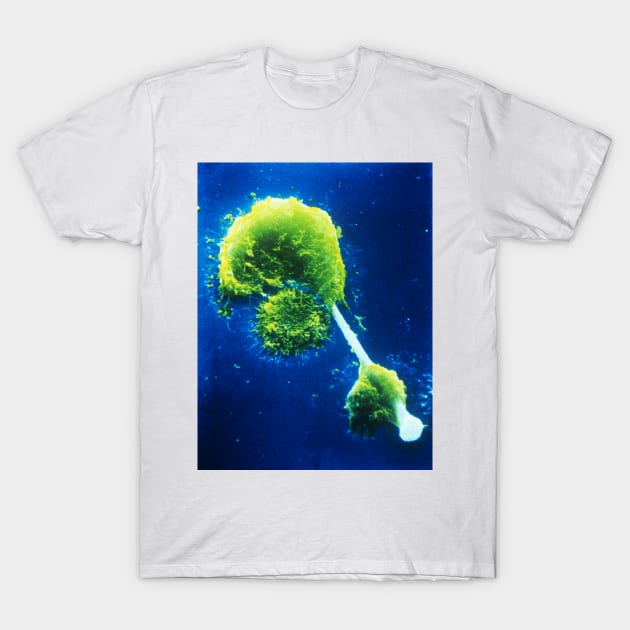 SEM of macrophages impaled on an asbestos needle (M108/0109) T-Shirt by SciencePhoto